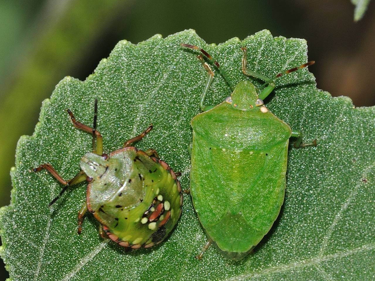 Da identificare